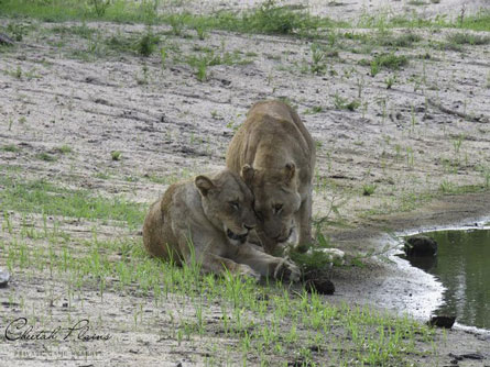 Hình ảnh hiếm thấy của những mãnh thú châu Phi