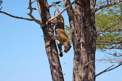 Báo hoa mai bị bạn tình phản bội khi sư tử quây giết