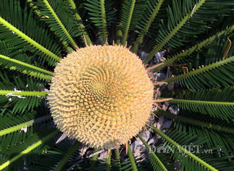 Chiêm ngưỡng hoa của loài cây "ngàn năm" mới nở