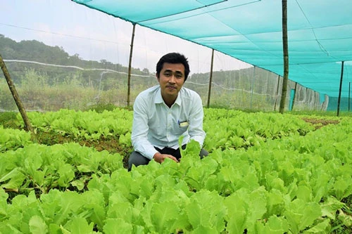 Tại tỉnh Quảng Nam, nhiều bạn trẻ khởi nghiệp bằng mô hình trồng rau công nghệ cao.(Ảnh minh họa/Báo Quảng Nam)