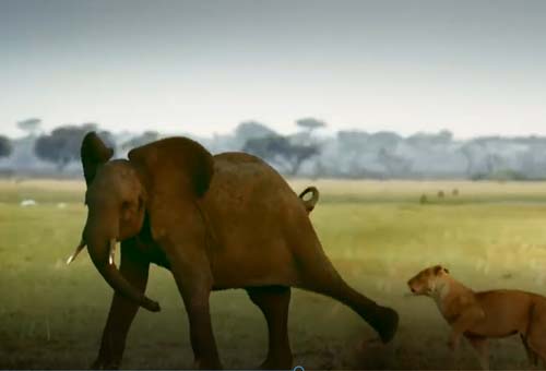 CLIP: Sư tử kéo nhau tấn công voi rừng
