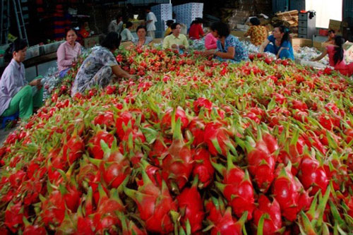 Giải pháp phát triển bền vững doanh nghiệp nông nghiệp