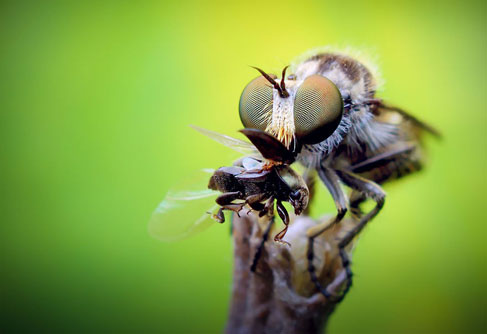 Những hình ảnh chứng minh côn trùng thực sự đáng sợ