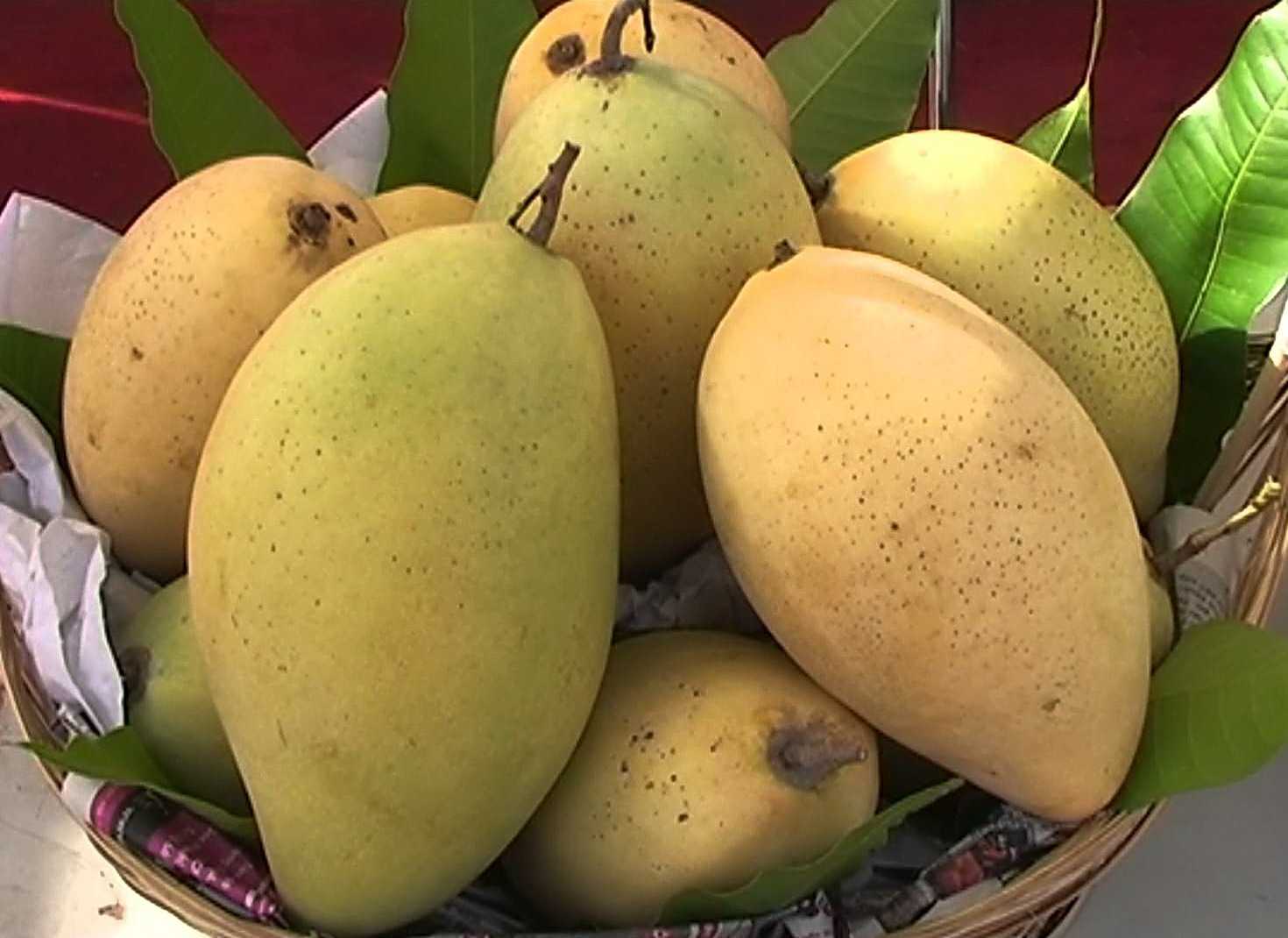 Tiền Giang: Ký kết hợp tác đưa xoài cát Hòa Lộc sang Hàn Quốc