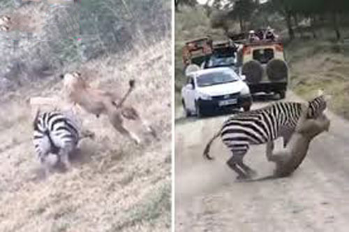 Ngựa vằn dùng tuyệt chiêu khiến sư tử ‘lãnh đủ’