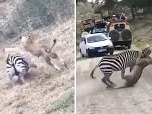 Ngựa vằn dùng tuyệt chiêu khiến sư tử ‘lãnh đủ’