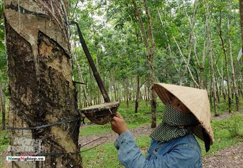 Hà Tĩnh: Xuất khẩu mủ cao su khó đi chính ngạch