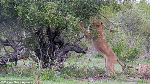Hài hước cảnh sư tử té ngã khi trèo cây