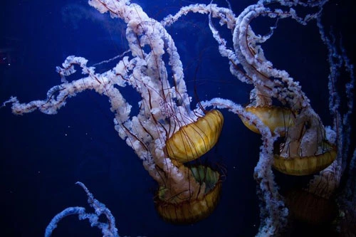 10. Sứa. Mặc dù trông rất vô hại, nhưng sứa cũng giết khoảng 225 người mỗi năm.