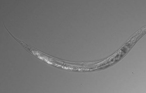 Phát hiện sinh vật sở hữu tới 3 giới tính khác nhau, sống trong môi trường nhiễm asen cao hơn 500 lần ngưỡng chịu đựng của con người