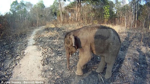 Voi con Việt Nam bị đàn bỏ rơi vì dính hơi người