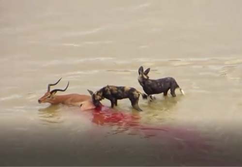 CLIP: Trốn xuống nước, linh dương vẫn không thoát khỏi chó hoang
