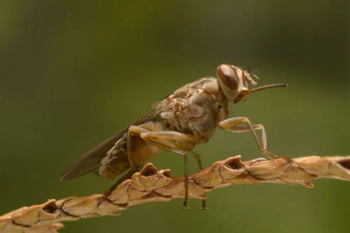 3. Ruồi xê xê. Ước tính, mỗi năm có khoảng nửa triệu người chết do dính mầm bệnh từ loài ruồi xê xê và đa phần đều ở châu Phi.