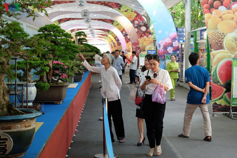 Lần đầu tiên Việt Nam tổ chức Lễ hội Bonsai và Suiseki