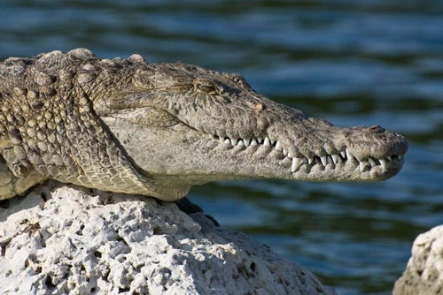 7. Cá sấu. Mỗi năm, có khoảng 1.000 – 2.500 người chết vì bị cá sấu tấn công.