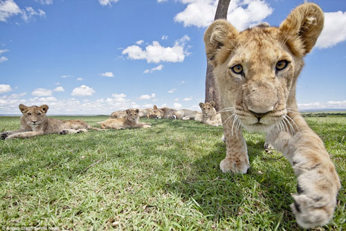 Cận cảnh cuộc sống của sư tử trong môi trường hoang dã