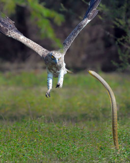 Rợn người xem rắn hổ mang và đại bàng "đánh đấm"