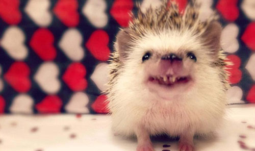 Cận cảnh nhím ma cà rồng đáng yêu nhất thế giới