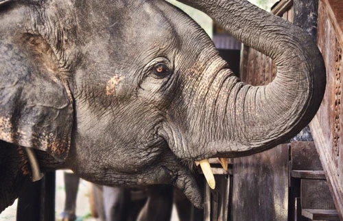 8. Voi. Mặc dù trông khá hiền lành, nhưng voi cũng giết hơn 500 người mỗi năm.