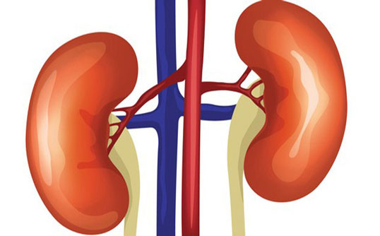 Đây là 4 siêu thực phẩm giúp thận luôn khỏe mạnh