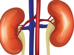 Đây là 4 siêu thực phẩm giúp thận luôn khỏe mạnh