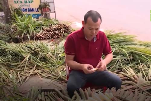 Nam Định: Trồng củ niễng cho thu nhập hàng trăm triệu đồng