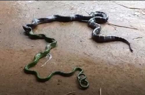 CLIP: Rắn cạp nia vội vàng nôn ra con mồi "khủng"