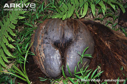 "Thẹn đỏ mặt” với trái cây hình vòng 3 ngồn ngộn gợi cảm