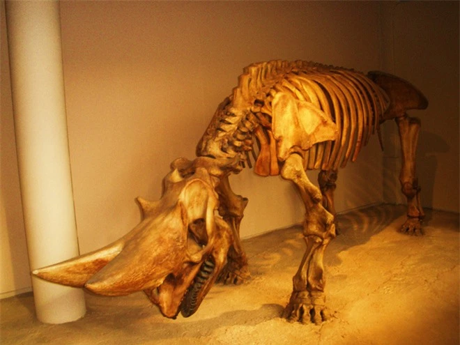 Có thể bạn chưa biết, tổ tiên của voi và tê giác cổ đại có vẻ ngoài quái dị hơn ngày nay nhiều! - Ảnh 9.