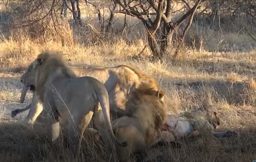 CLIP: Sư tử cái chết thảm dưới nanh vuốt đồng loại