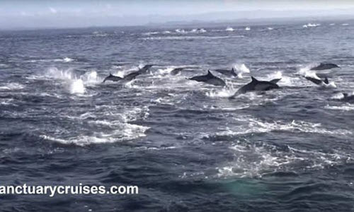 Kịch tính cá voi truy sát 1.000 cá heo trên biển