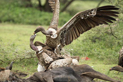 Kền kền hỗn chiến tranh giành thức ăn cực hung dữ