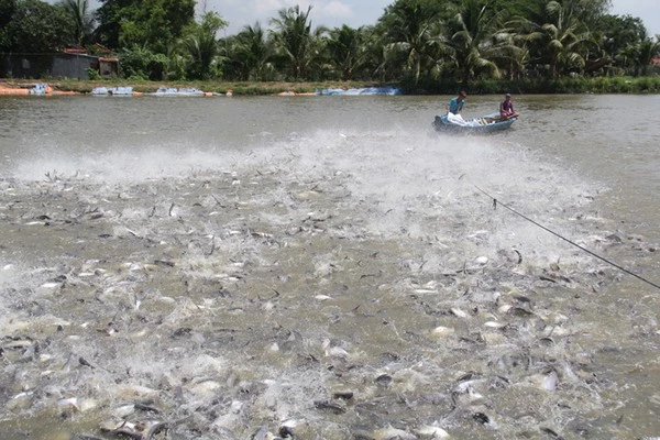 Mỗi năm ông Tám Đậu xuất bán 2.000 tấn cá thương phẩm ra thị trường (ảnh: Dân Việt)