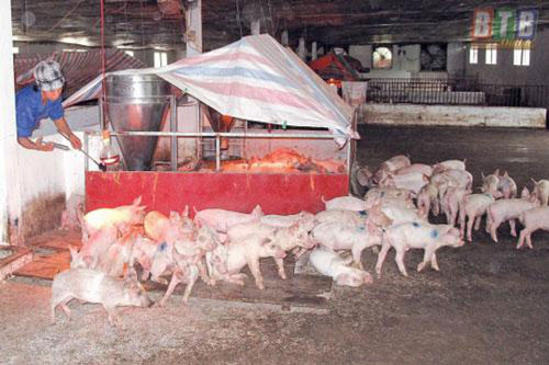 ‘Bí quyết’ giúp vợ chồng ở Quảng Bình thu tiền tỷ mỗi năm