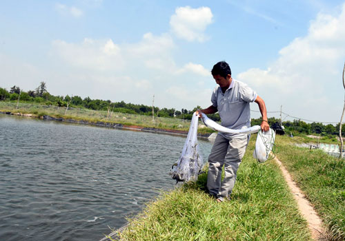 Bà Rịa-Vũng Tàu: Lãi tiền tỷ mỗi năm nhờ nuôi xen canh tôm và cá chẽm