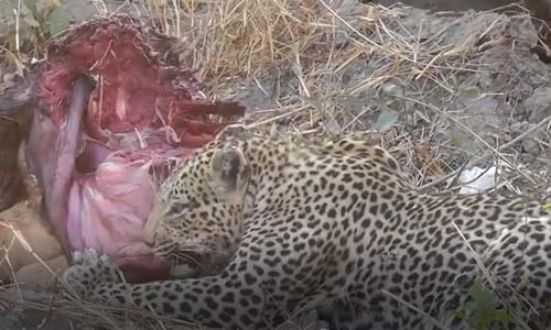 CLIP: Báo hoa mai ăn thịt con mồi