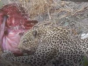 CLIP: Báo hoa mai ăn thịt con mồi