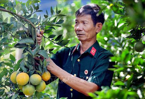 Cựu chiến binh Hoàng Văn Chất chăm sóc diện tích cam chuẩn bị cho thu hoạch. Ảnh: Quang Quyết-TTXVN