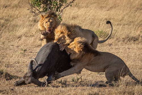 Trâu rừng chết thảm trước nanh vuốt của 3 anh em sư tử