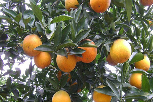 Lễ hội cam Cao Phong, Hòa Bình