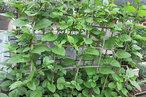 Hướng dẫn trồng rau mồng tơi sạch tại nhà