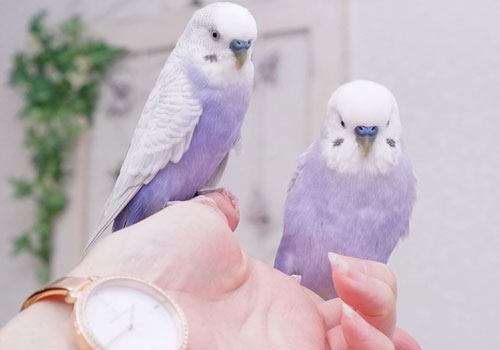 "Tan chảy" với giống vẹt tím tưởng chỉ có ở xứ thiên đường