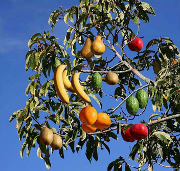 Sự thật khó tin nổi có thật về các loại trái cây