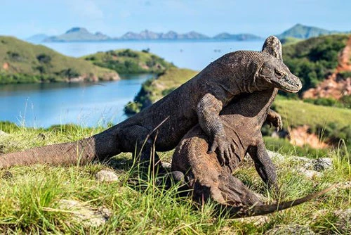 10. Thú tiêu khiển thường xuyên của những con rồng Komodo là trò “đọ sức”.