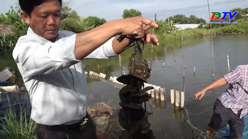 Cà Mau: Nuôi hàu dây mang lại hiệu quả kinh tế cao cho nông dân huyện Đầm Dơi