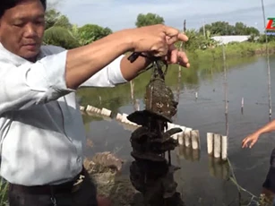 Cà Mau: Nuôi hàu dây mang lại hiệu quả kinh tế cao cho nông dân huyện Đầm Dơi