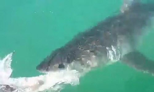 Rùng mình cá mập trắng lớn ăn thịt đồng loại trên tàu