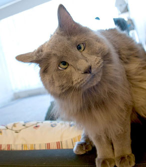 Những chú mèo mắt lác đáng yêu nhất thế giới