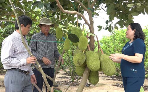 Phú Yên: Trồng cây trái cho khách du lịch vô hái, kiếm bộn tiền