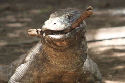 3. Rồng Komodo có thể nuốt trọn số thức ăn bằng 80% trọng lượng cơ thể của nó trong một lần ăn.